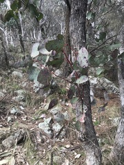 Eucalyptus albens