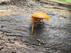 Pholiota granulosa
