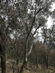 Eucalyptus albens