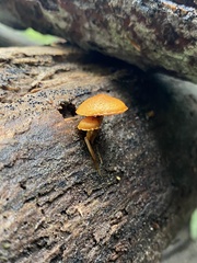 Pholiota granulosa
