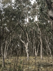 Eucalyptus albens