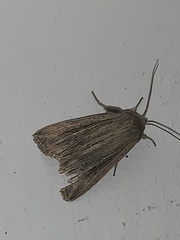 Mythimna riparia
