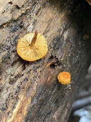 Pholiota granulosa