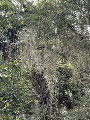 Tillandsia usneoides