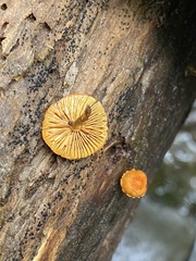 Pholiota granulosa