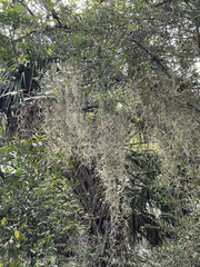 Tillandsia usneoides