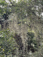 Tillandsia usneoides