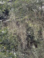 Tillandsia usneoides