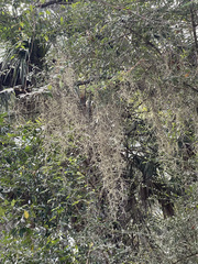 Tillandsia usneoides