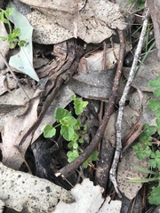 Scutellaria humilis