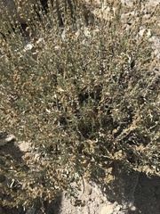 Artemisia nova