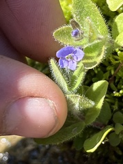 Veronica wormskjoldii
