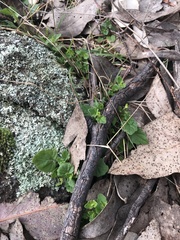 Scutellaria humilis