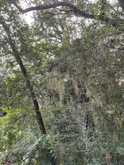 Tillandsia usneoides