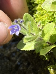 Veronica wormskjoldii