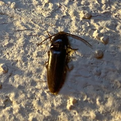 Physorhinus fusculus