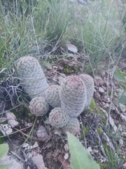 Escobaria chihuahuensis