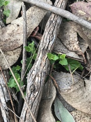 Scutellaria humilis