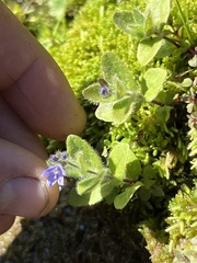 Veronica wormskjoldii