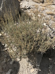 Artemisia nova