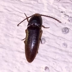 Physorhinus fusculus