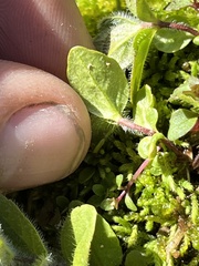 Veronica wormskjoldii