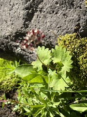 Micranthes odontoloma