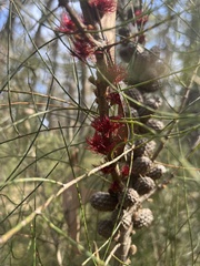 Allocasuarina paradoxa