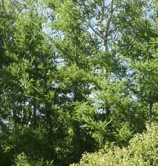 Larix laricina