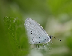 Celastrina