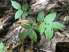 Prosartes hookeri