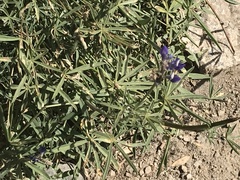 Penstemon heterodoxus