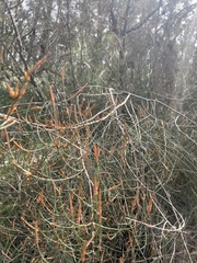 Allocasuarina paradoxa