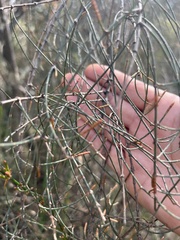 Allocasuarina paradoxa