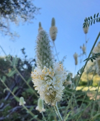 Dalea albiflora