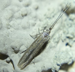 Coleophora quadruplex