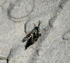 Microbembex monodonta