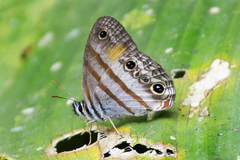 Cissia labe