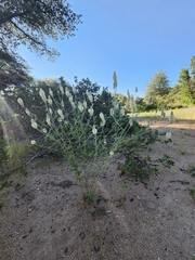 Dalea albiflora