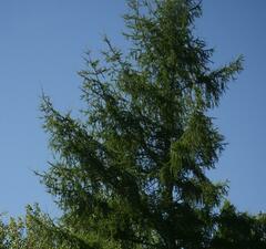 Larix laricina