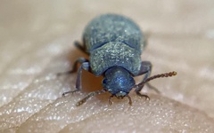 Blapstinus