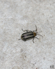 Acalymma trivittatum