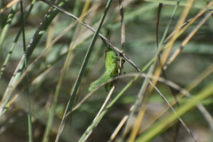 Campylacantha olivacea