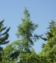 Larix laricina