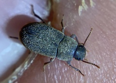 Blapstinus