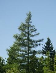 Larix laricina