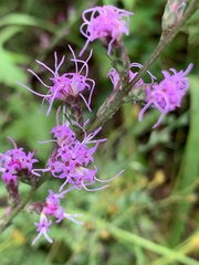 Liatris pilosa