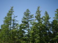 Larix laricina