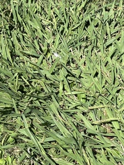 Cenchrus clandestinus