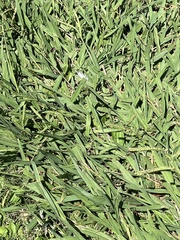 Cenchrus clandestinus